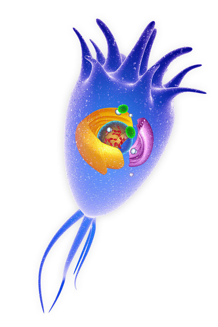 Central nervous system cell, illustration