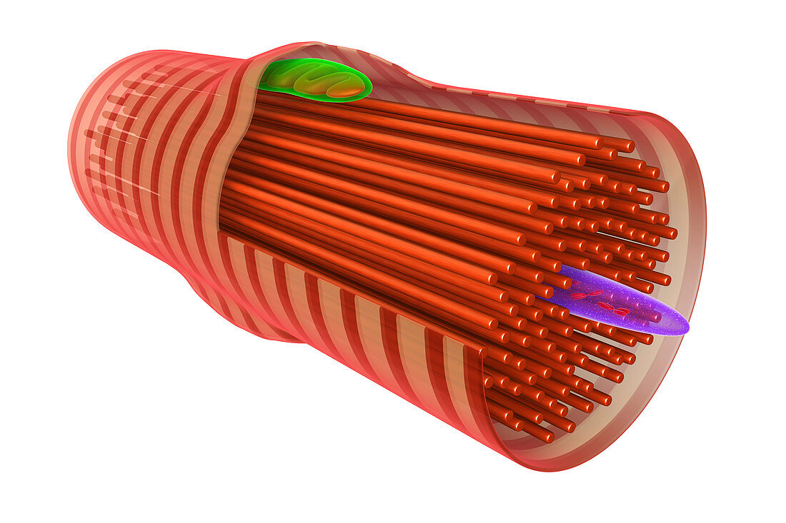 Cardiac muscle cell, illustration