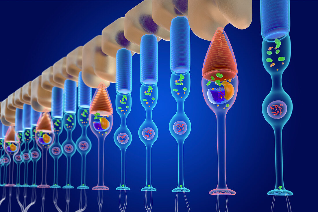 Rod and cone photoreceptor cells, illustration