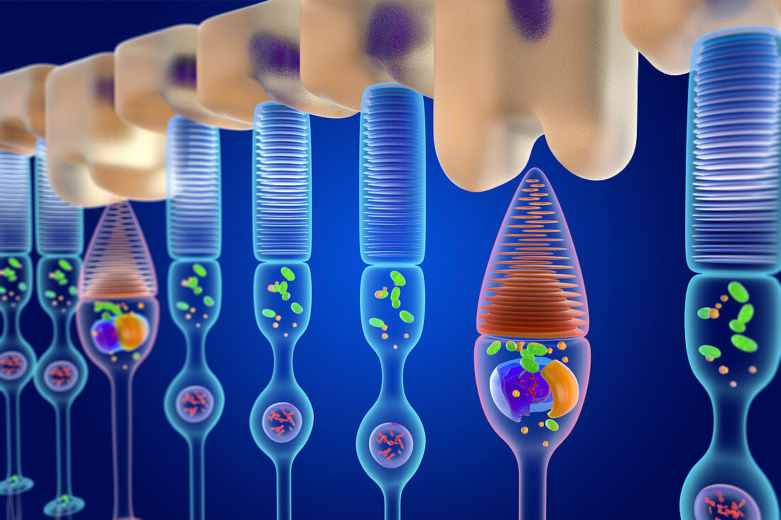 Rod and cone photoreceptor cells, illustration