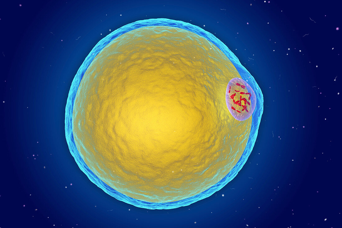 Fat cell, illustration