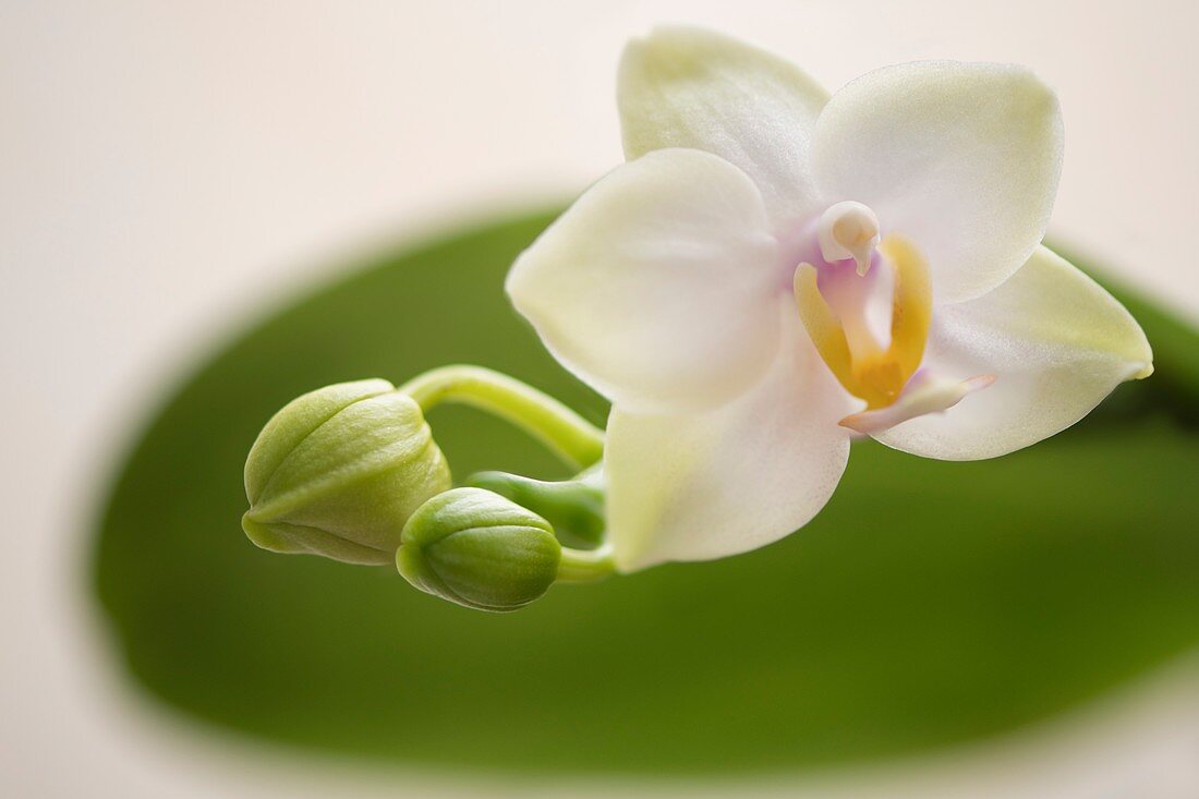 Phalaenopsis Memoria Laela 'Sweet Fragrance'