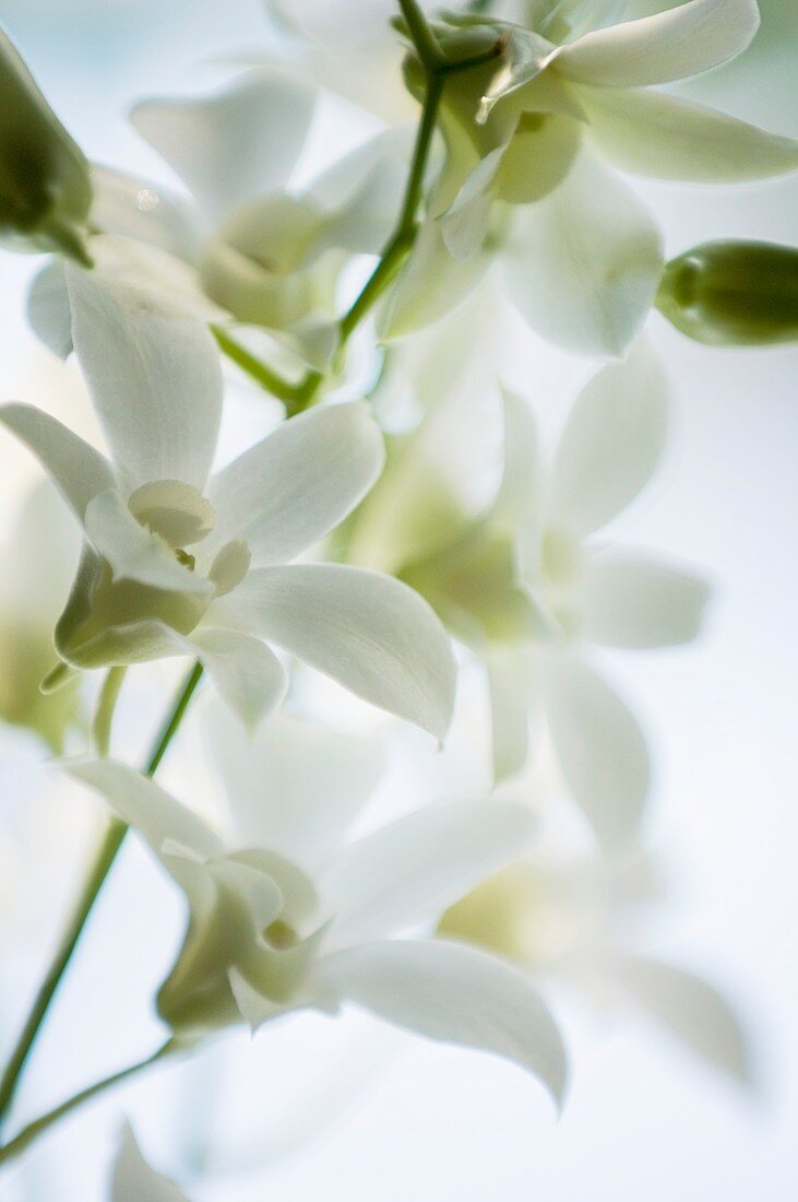 White dendrobium orchid