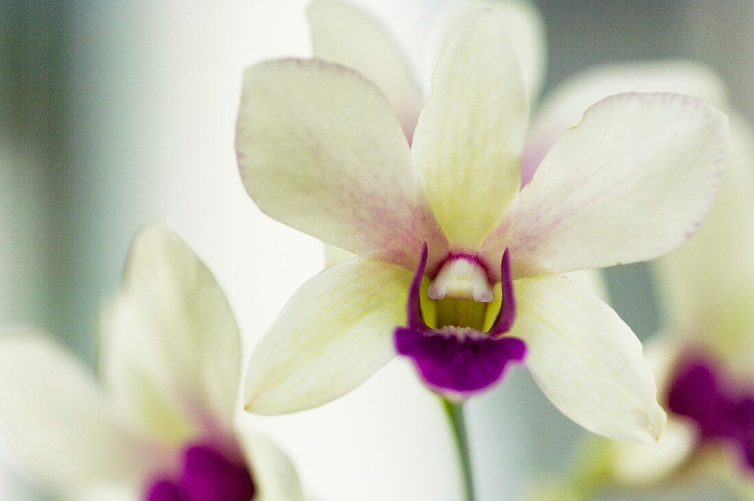 White and purple lip dendrobium orchid