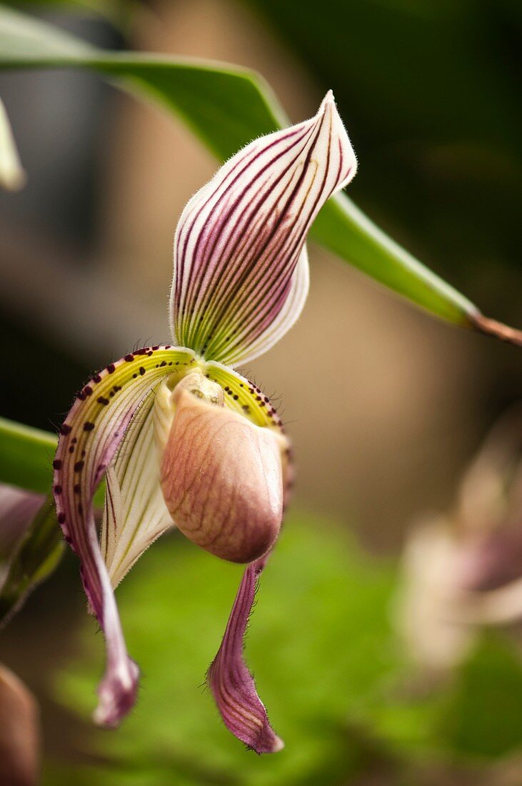 Paphiopedilum orchid hybrid