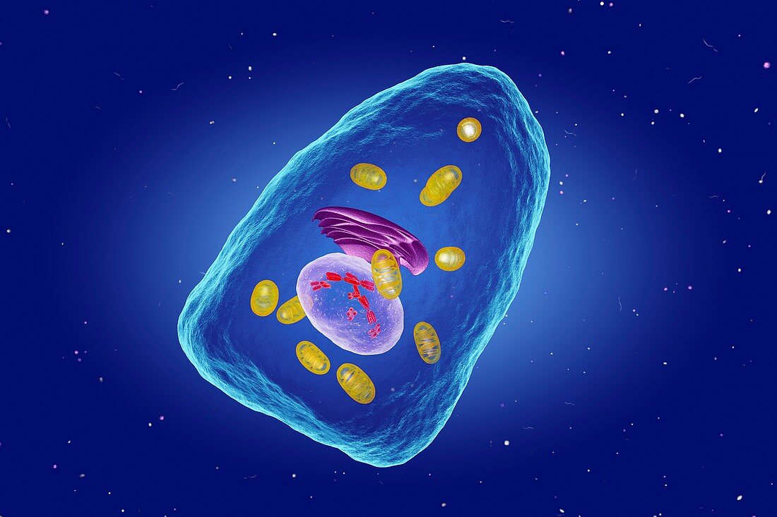 Osteoblast cell, illustration