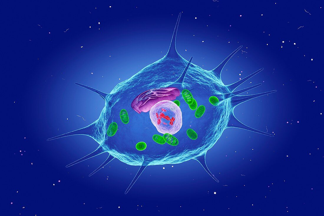 Osteocyte cell, illustration
