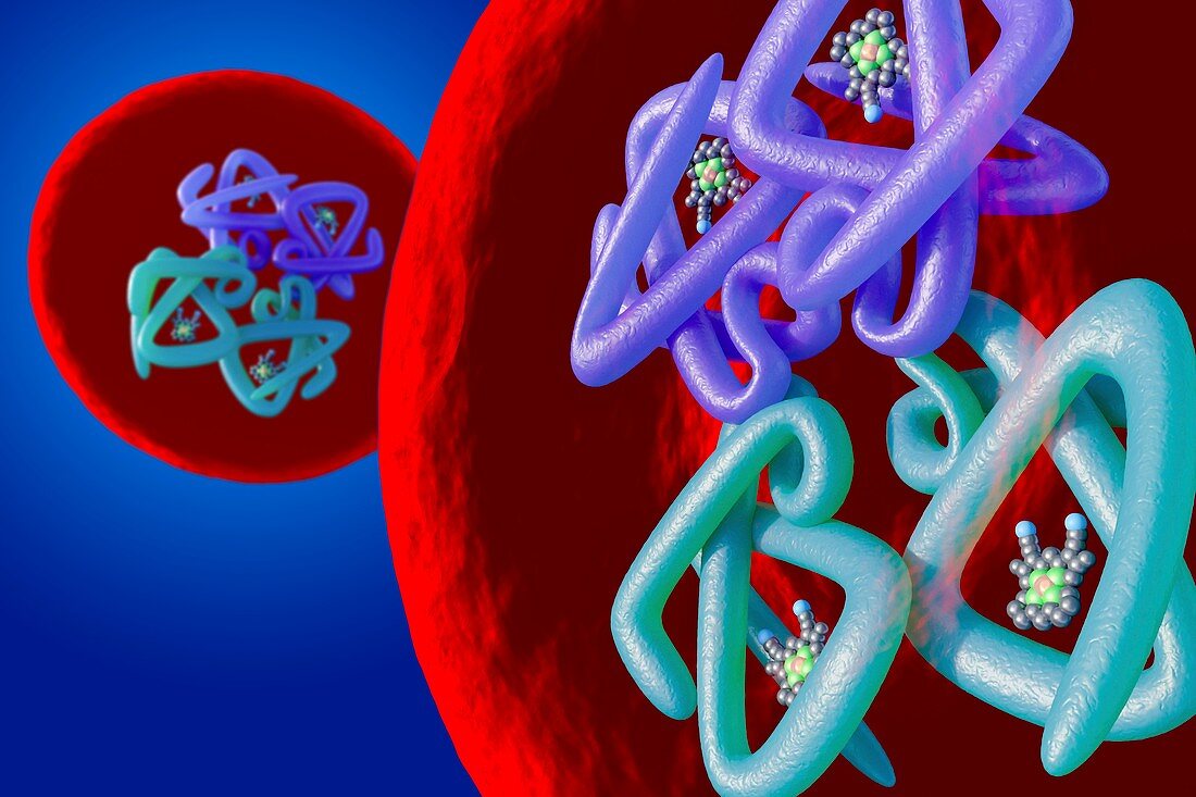 Red blood cell structure, illustration