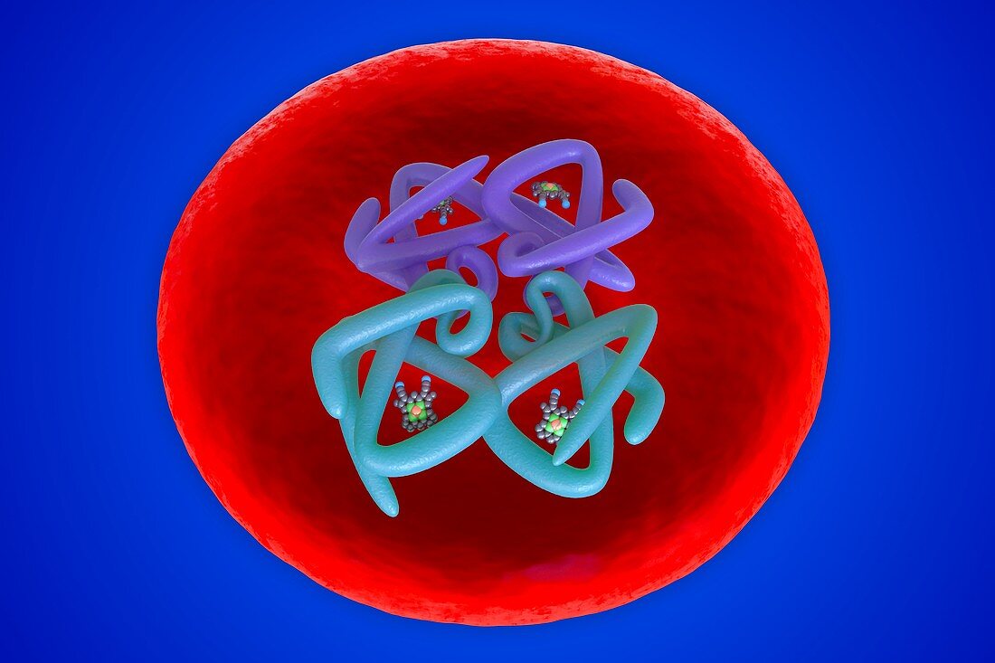 Red blood cell structure, illustration