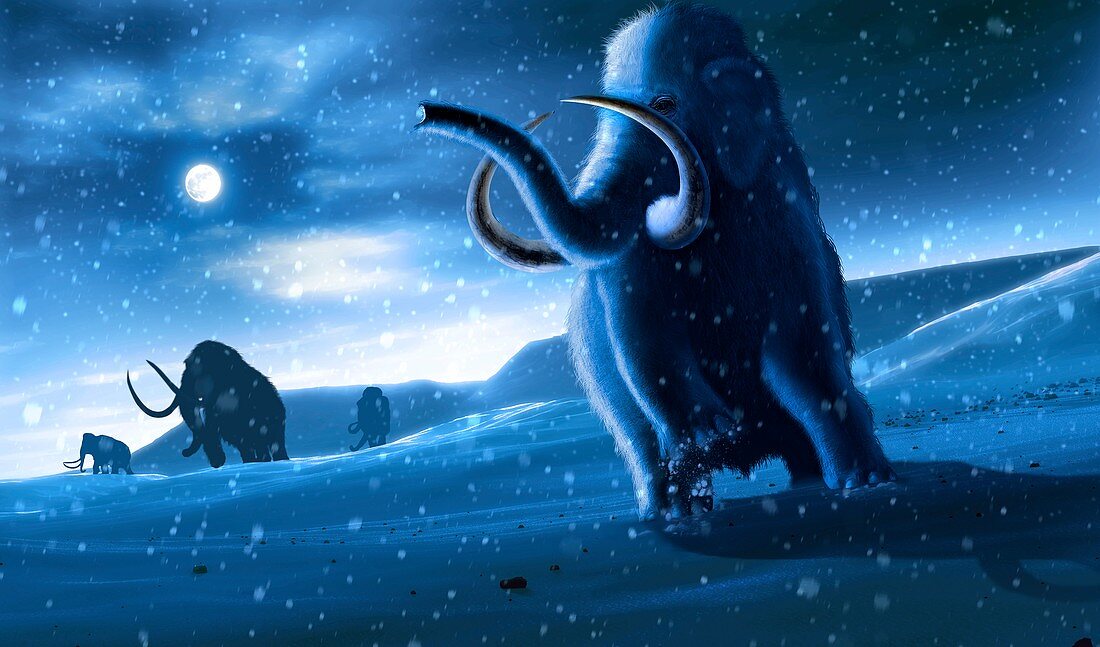 Artwork of Mammoths and Snow