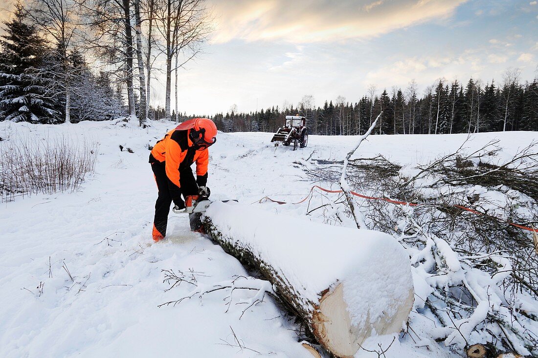 Lumberjack cutting log with chainsaw in winter