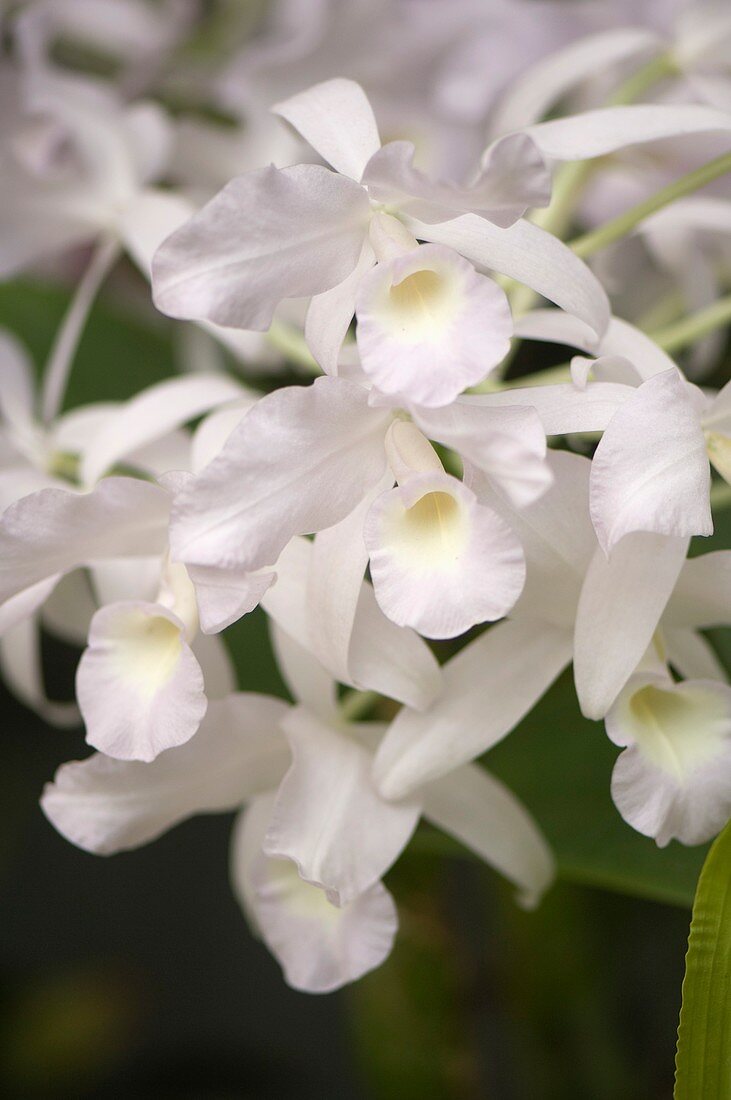 White orchid (Cattleya bowringiana alba) flowers