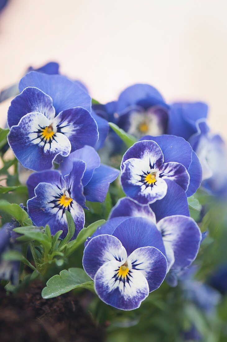 Pansies (Viola cornuta Sorbet XP Delft Blue)