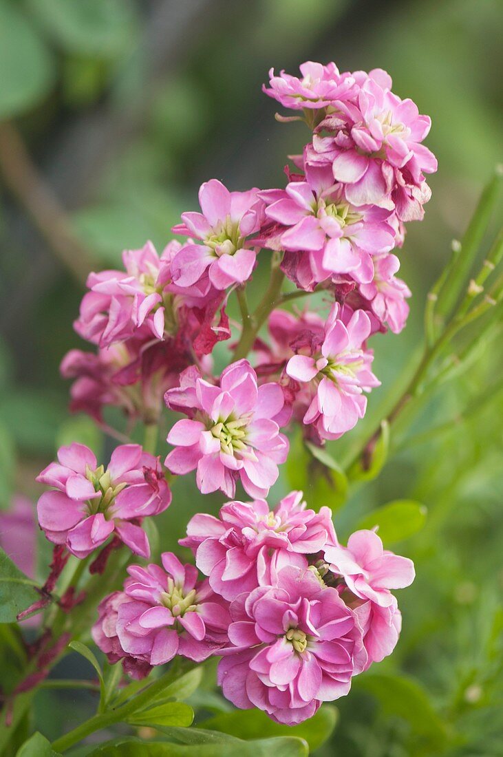 Pink stock (Matthiola incana) flowers