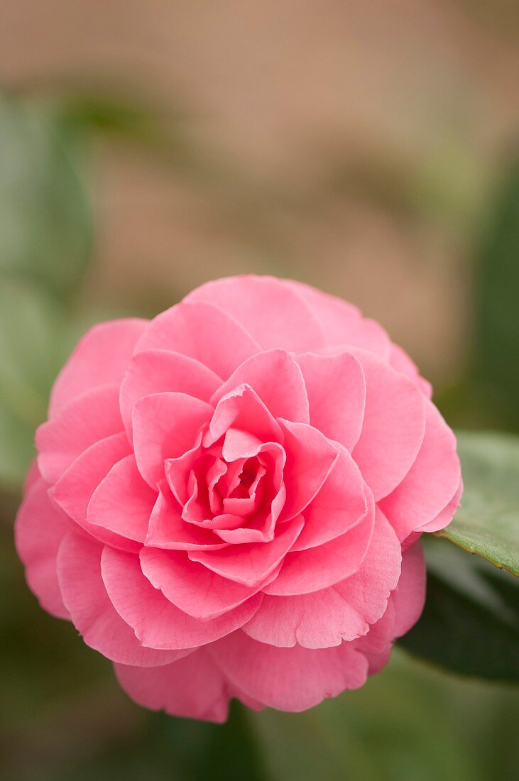 Pink camellia (Camellia japonica)
