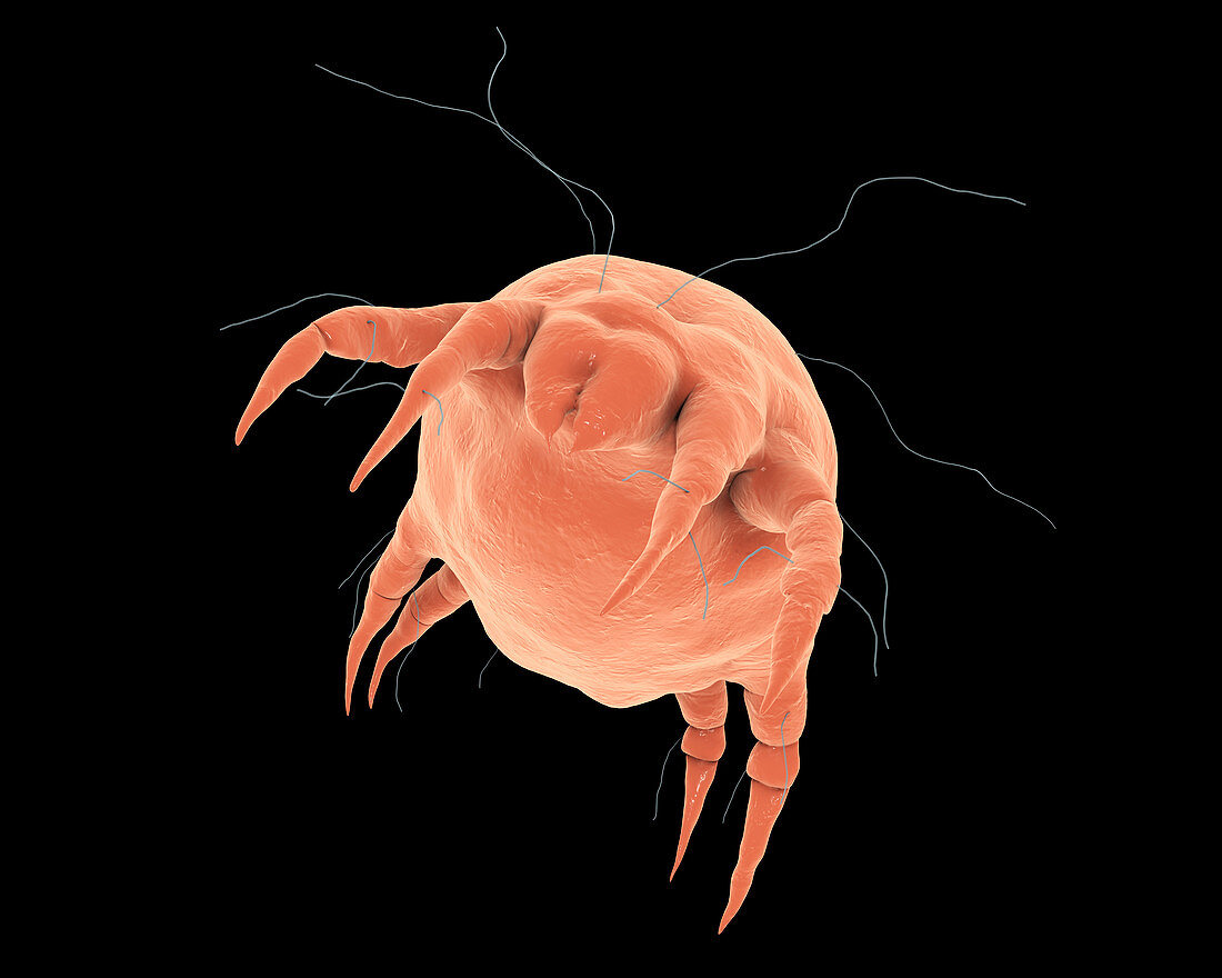 Dust mites on human skin, illustration