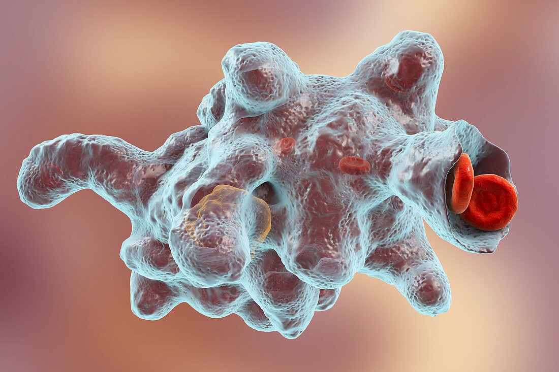 Parasitic amoeba (Entamoeba histolytica), illustration