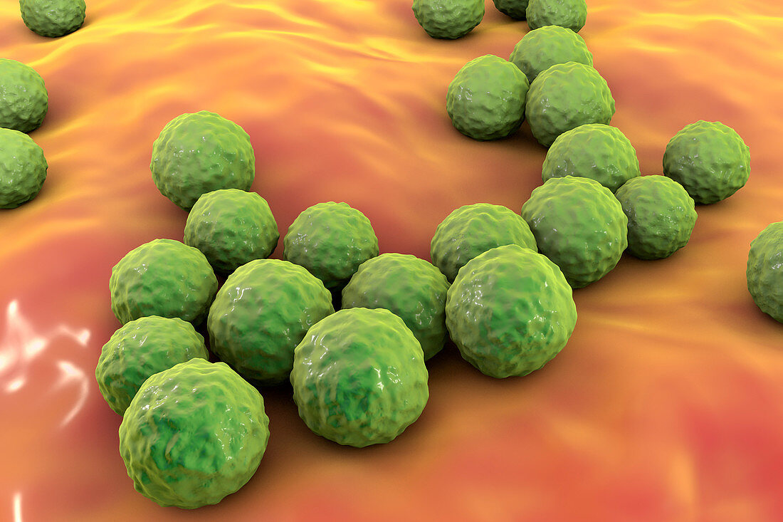 Enterococcus faecalis bacteria, illustration