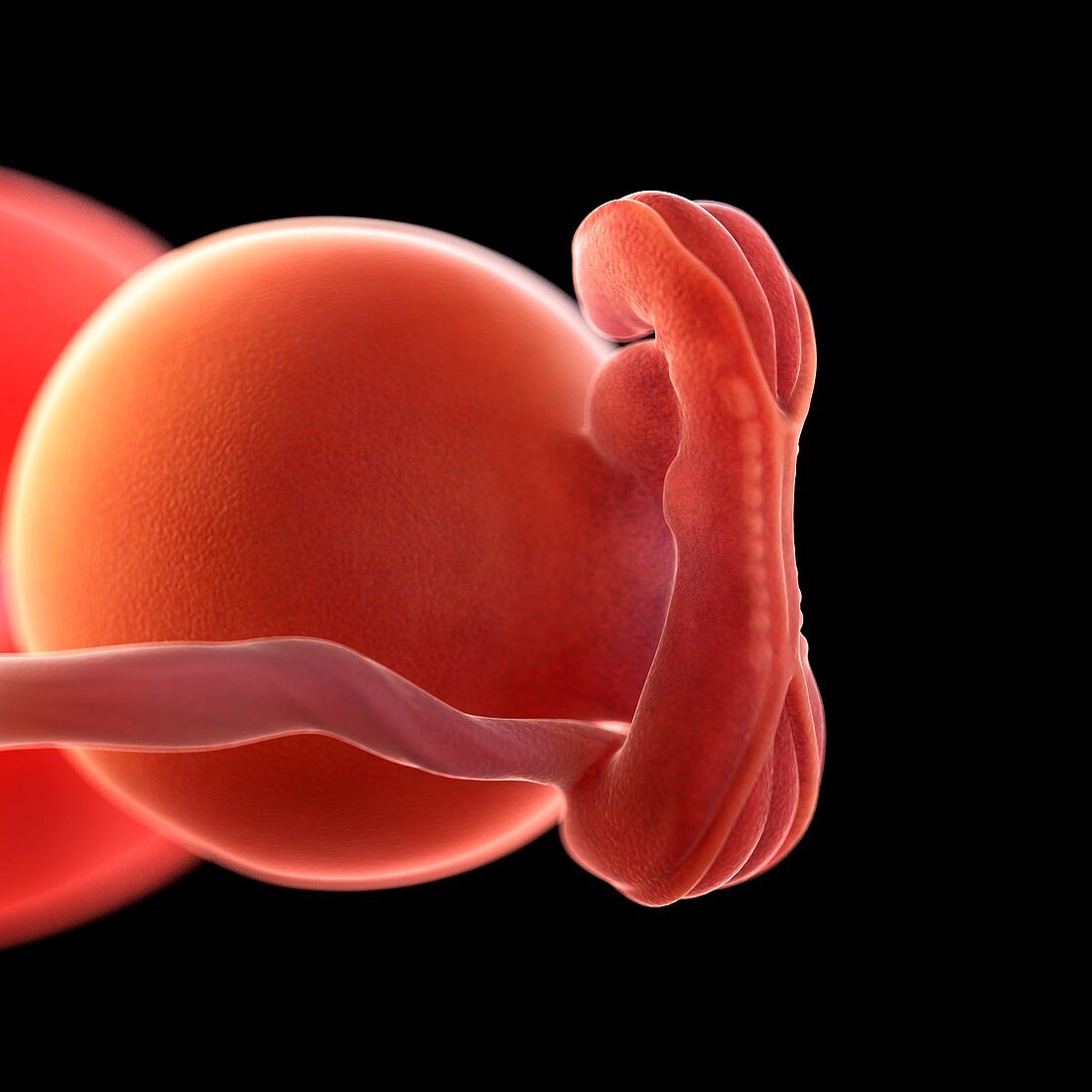 Human foetus age 5 weeks, illustration