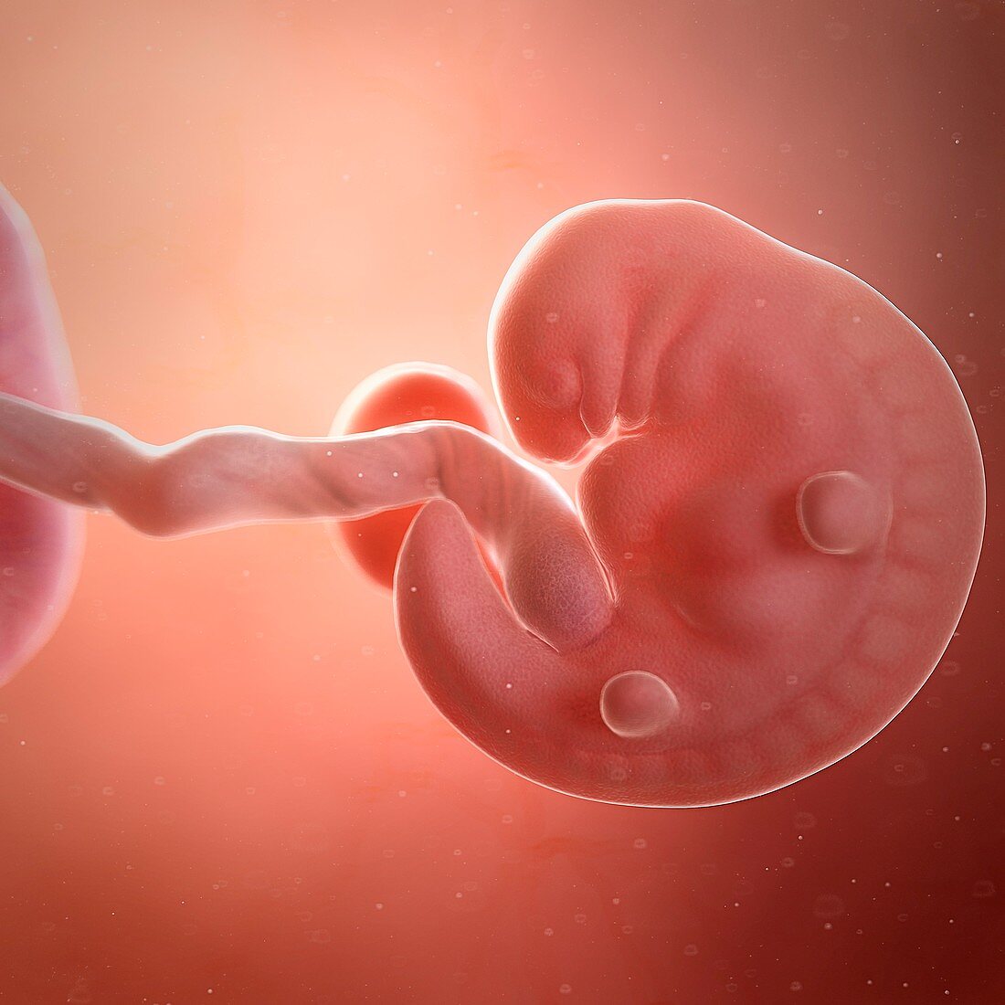 Human foetus age 6 weeks, illustration