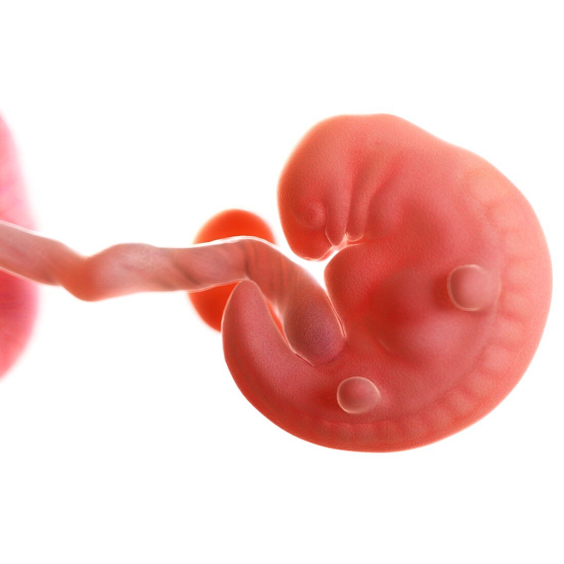 Human foetus age 6 weeks, illustration