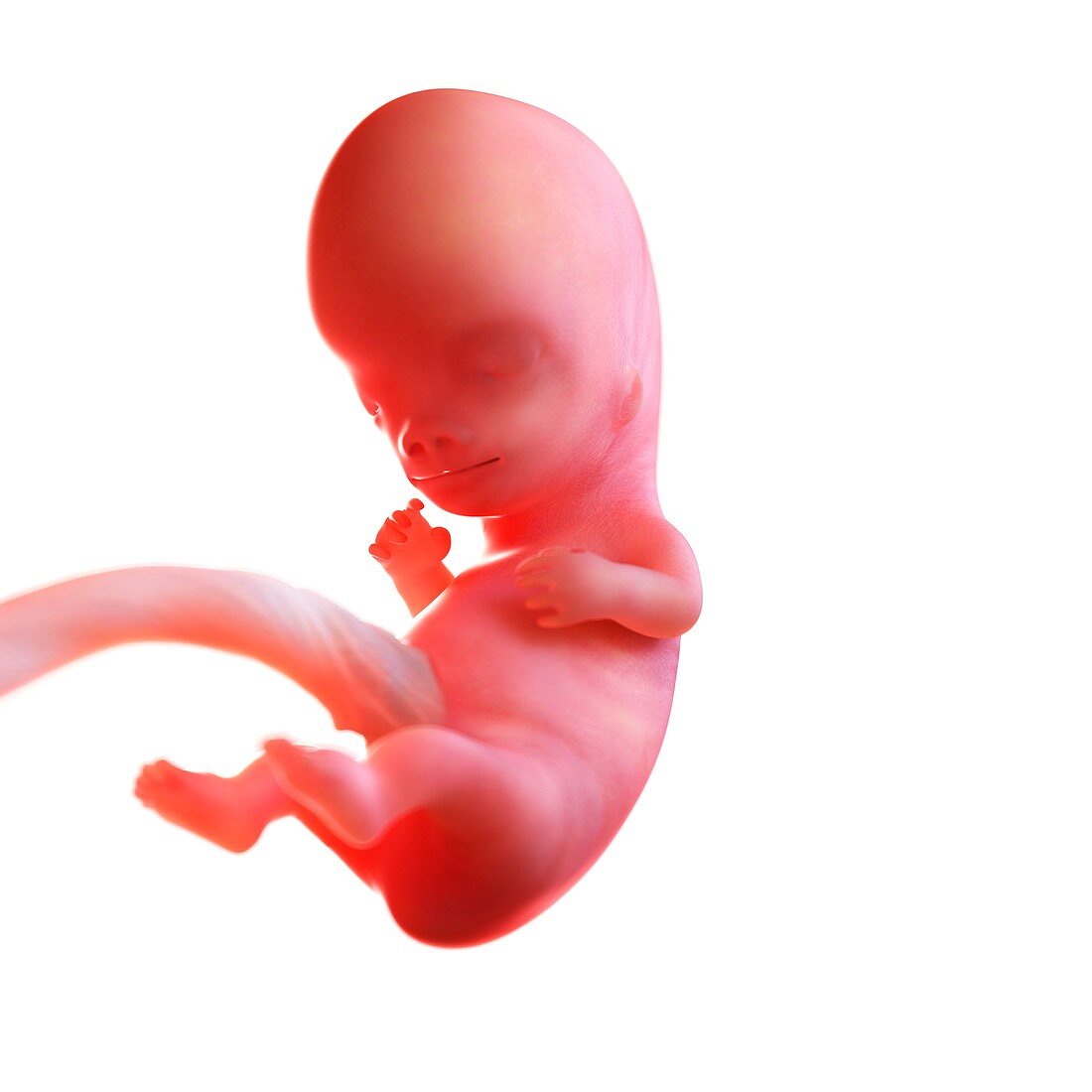 Human foetus age 9 weeks, illustration