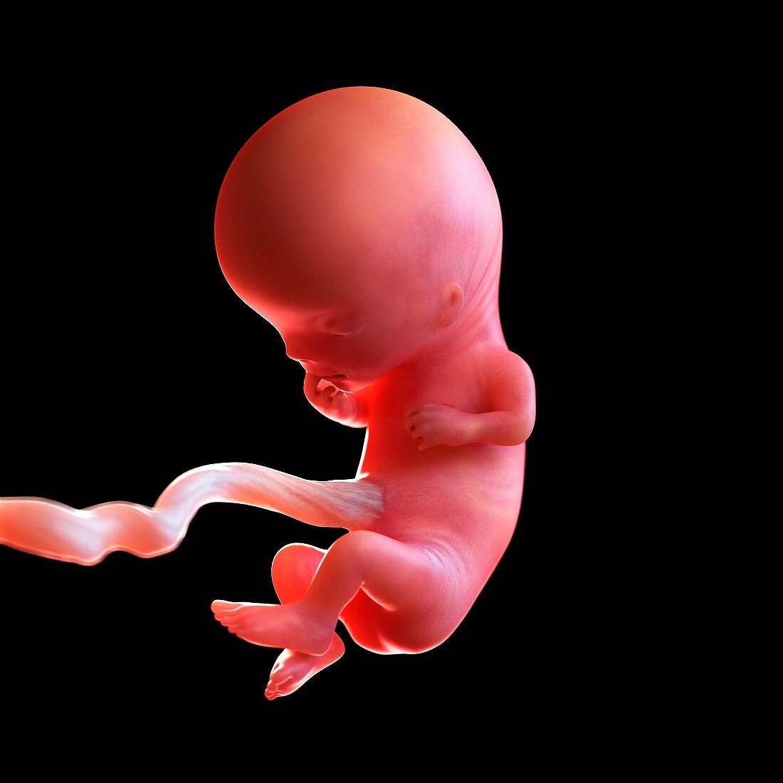 Human foetus age 11 weeks, illustration