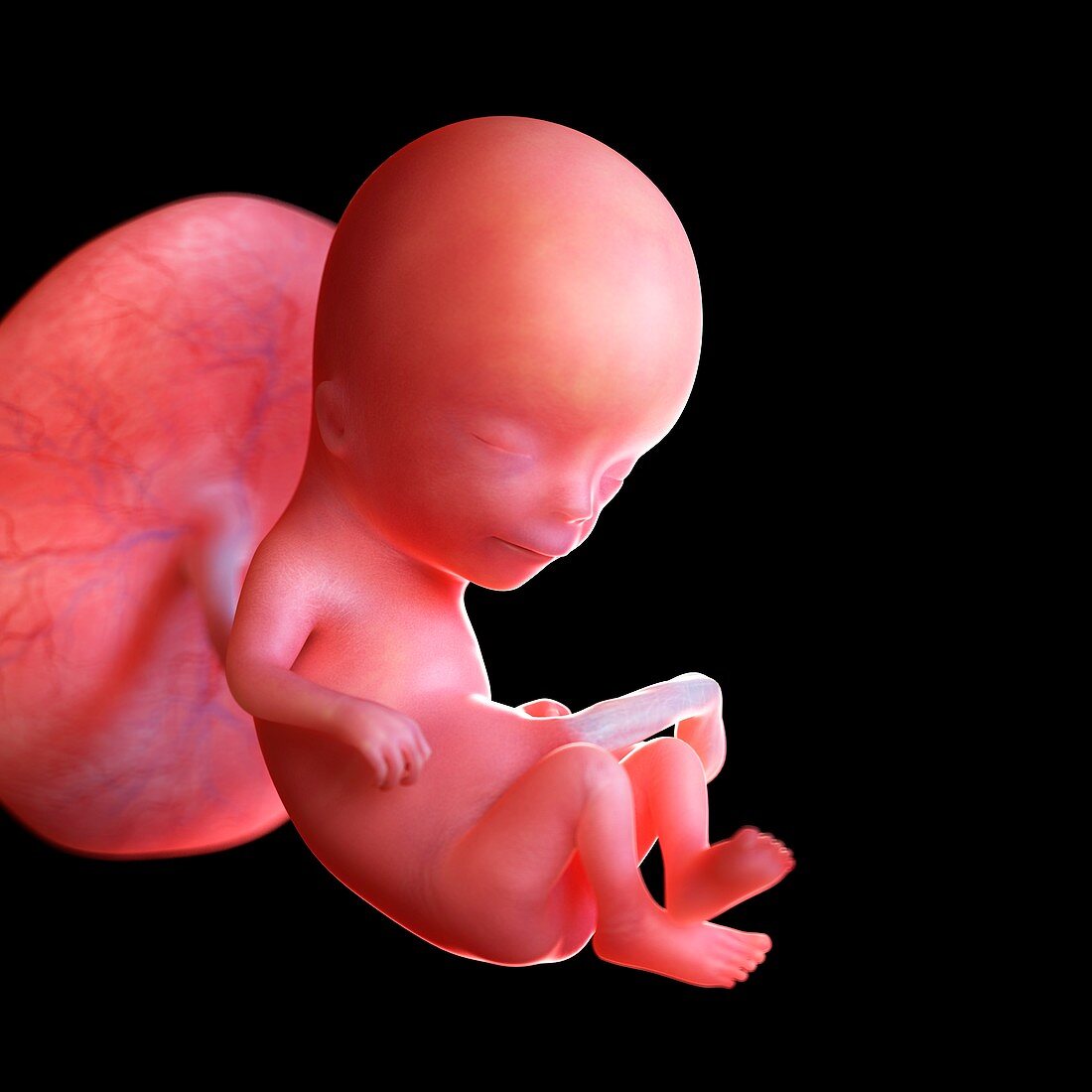 Human foetus age 12 weeks, illustration