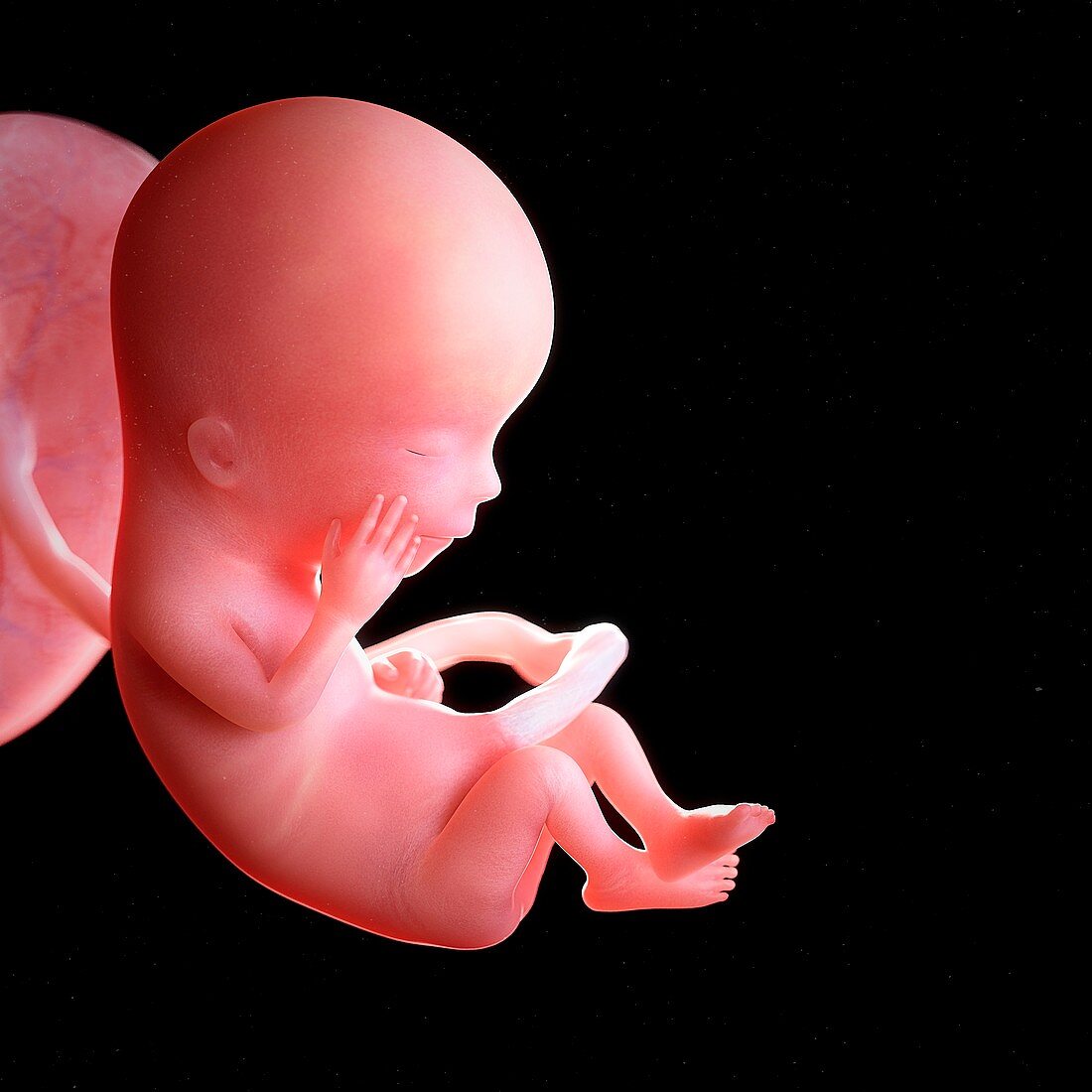 Human foetus age 13 weeks, illustration