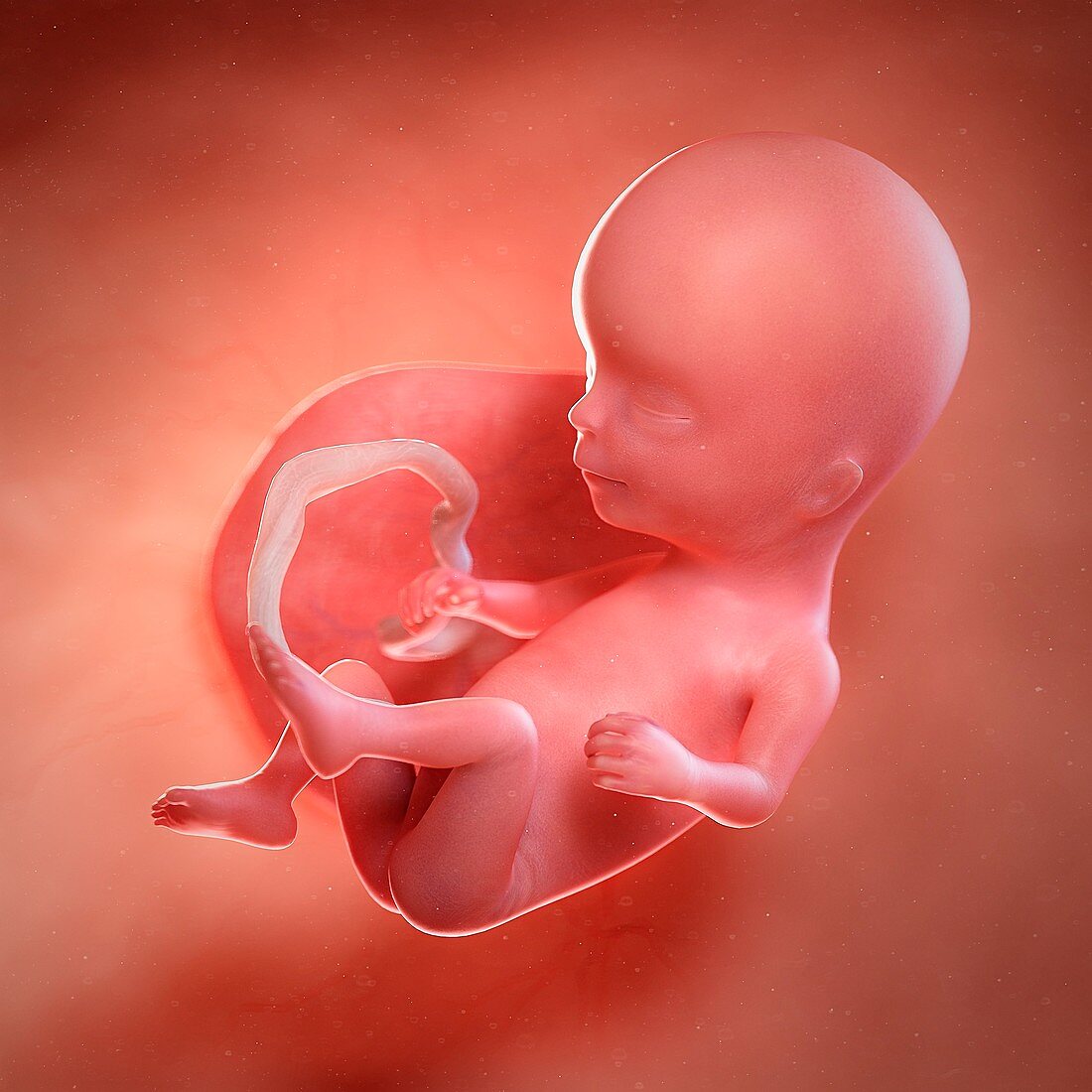 Human foetus age 14 weeks, illustration