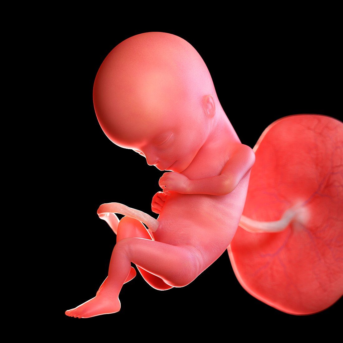Human foetus age 15 weeks, illustration