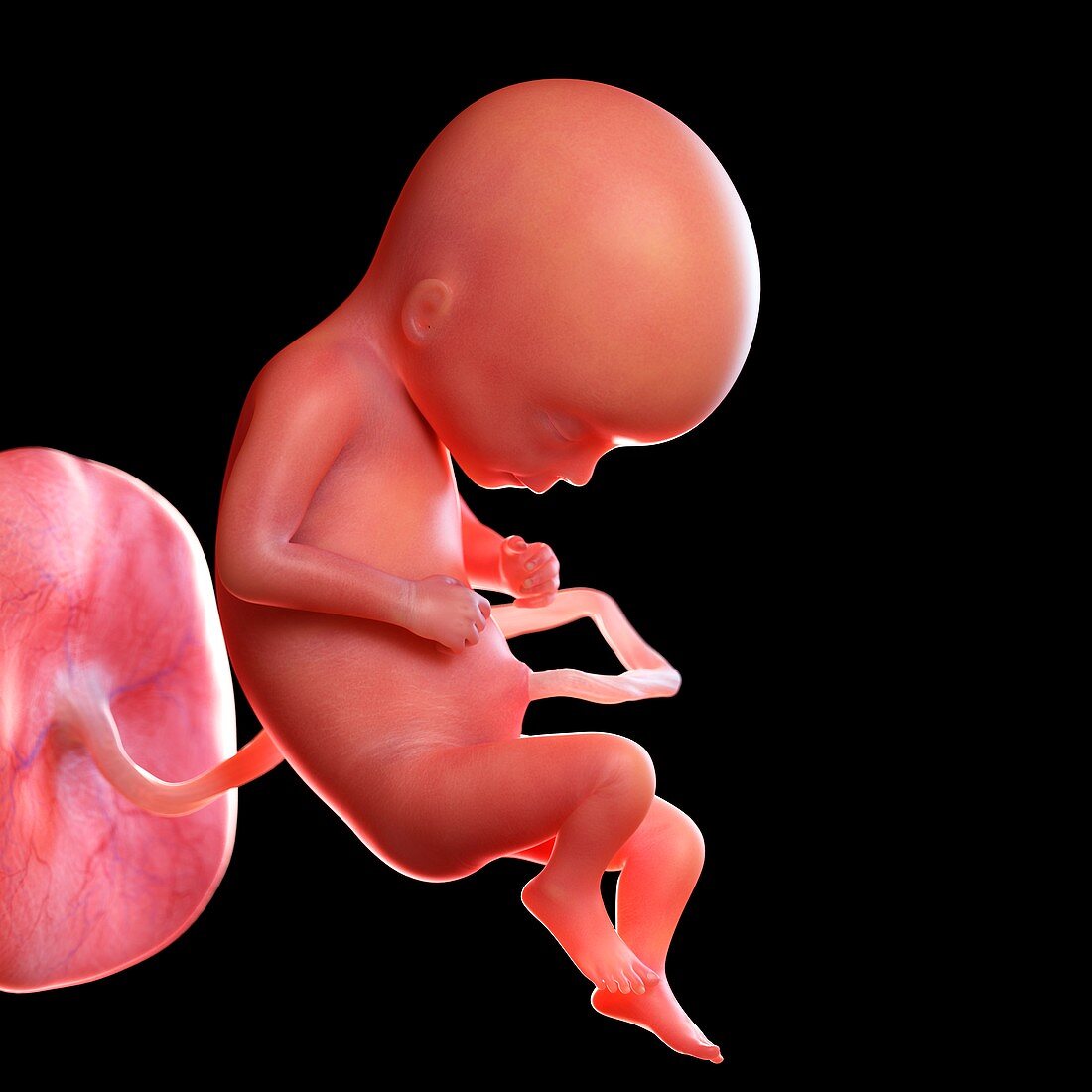 Human foetus age 17 weeks, illustration