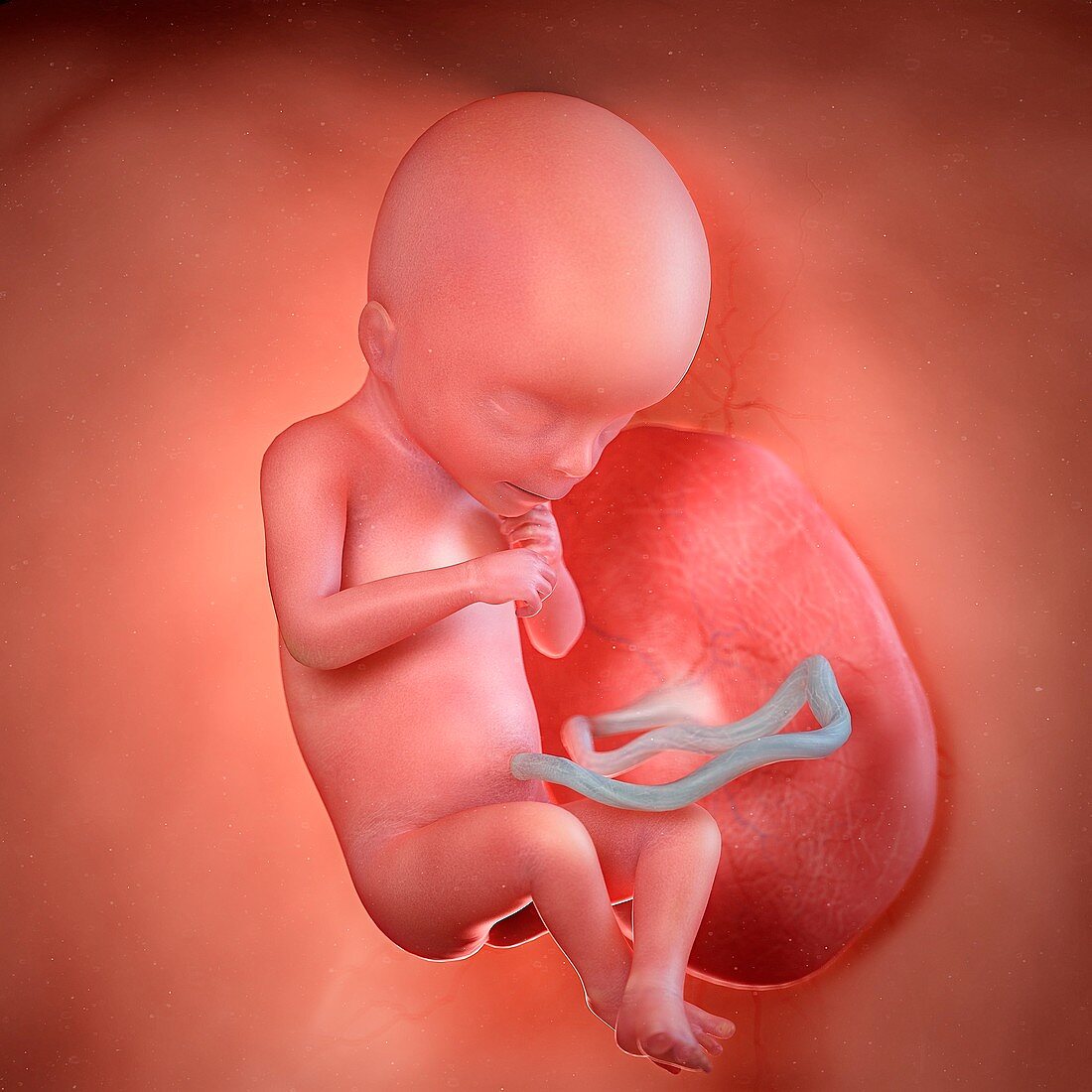 Human foetus age 18 weeks, illustration