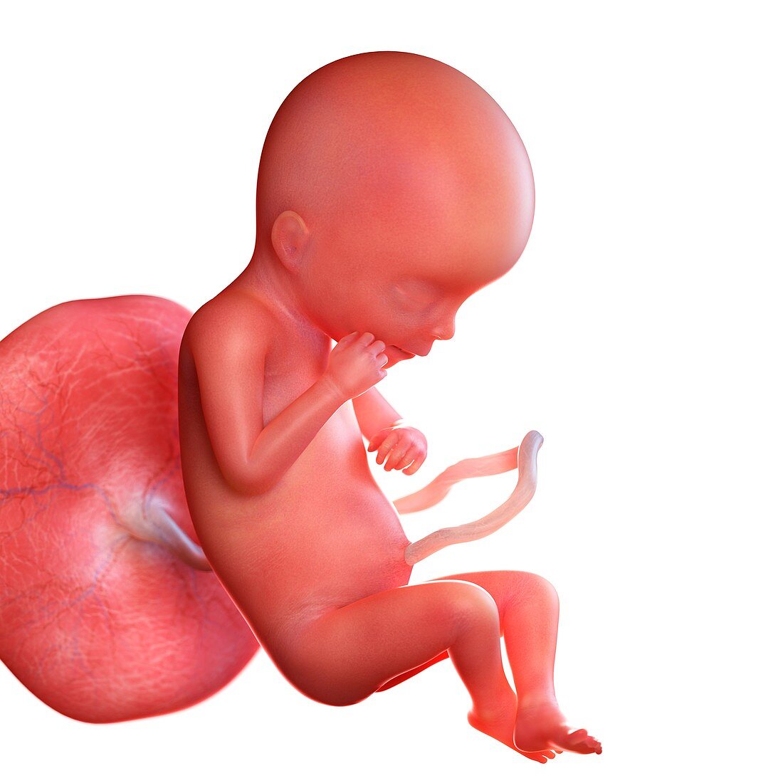 Human foetus age 19 weeks, illustration