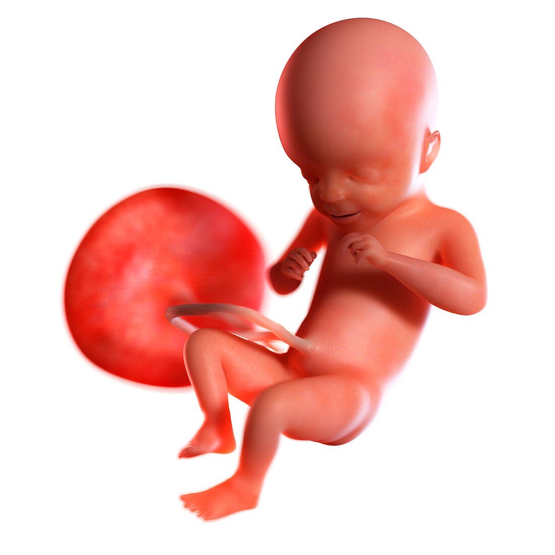 Human foetus age 21 weeks, illustration