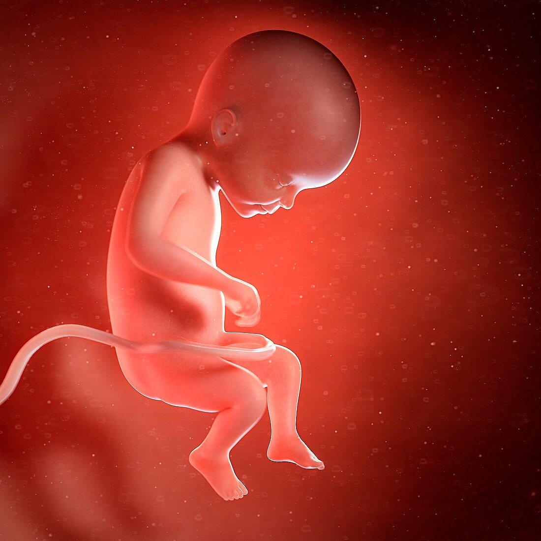 Human foetus age 22 weeks, illustration