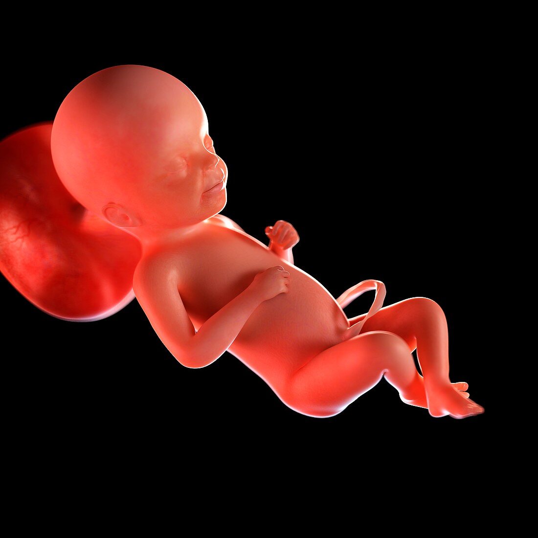 Human foetus age 23 weeks, illustration