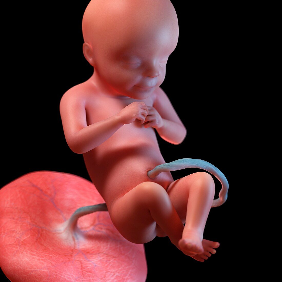 Human foetus age 28 weeks, illustration