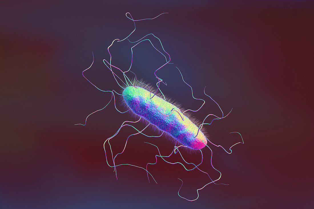 A bacterium with flagella and pili, illustration