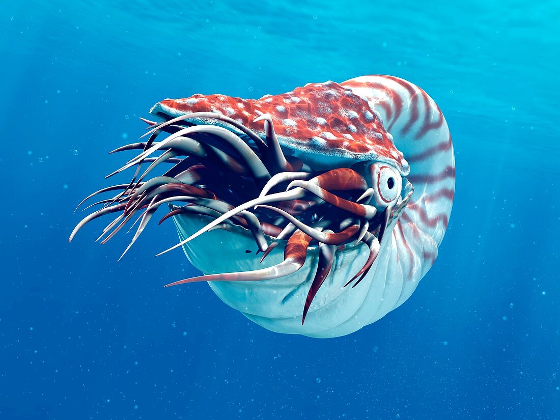 Nautilus, illustration
