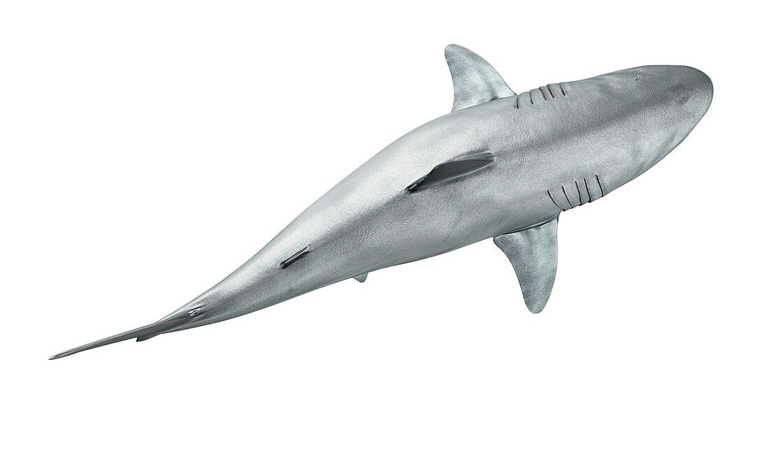 Shark against white background, illustration