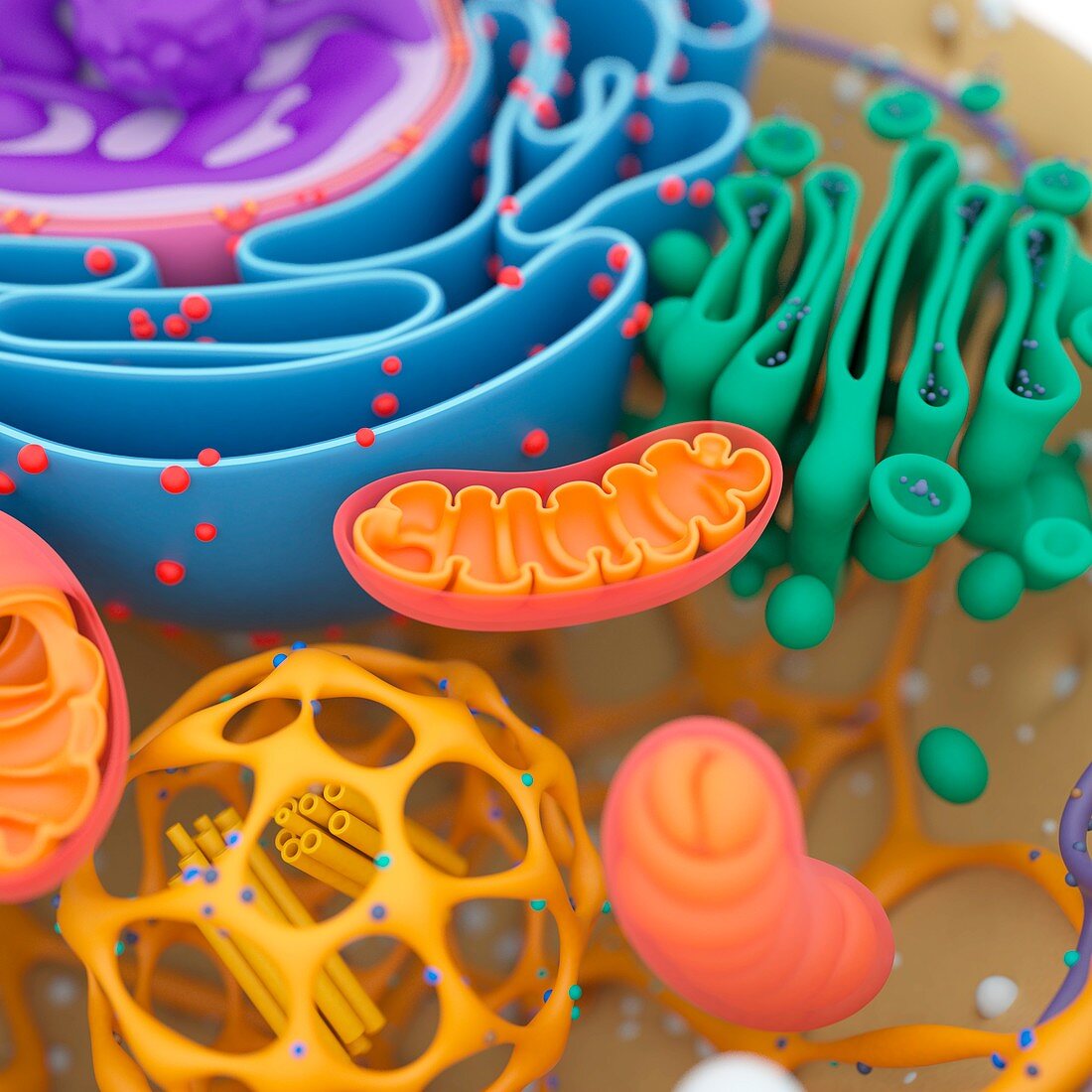 Cell structure detail, illustration
