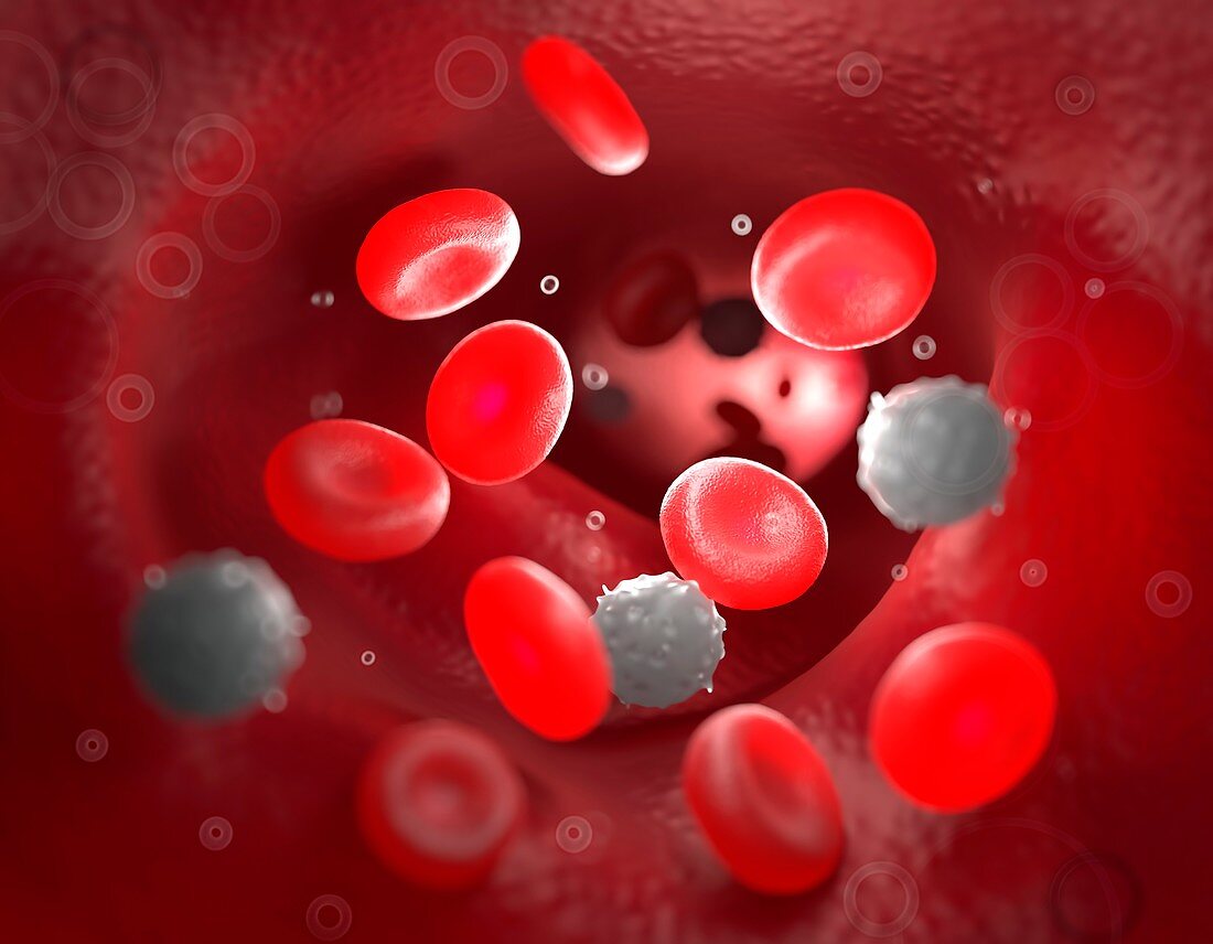 Red blood cells in the bloodstream