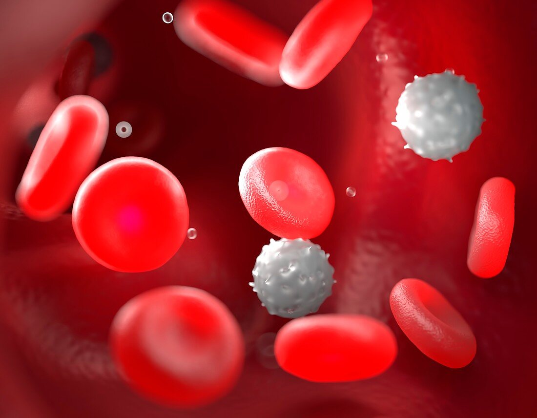 Red blood cells in the bloodstream