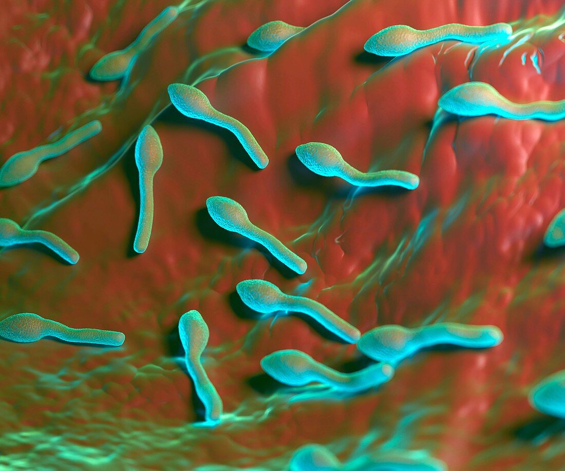 Clostridium tetani bacterium