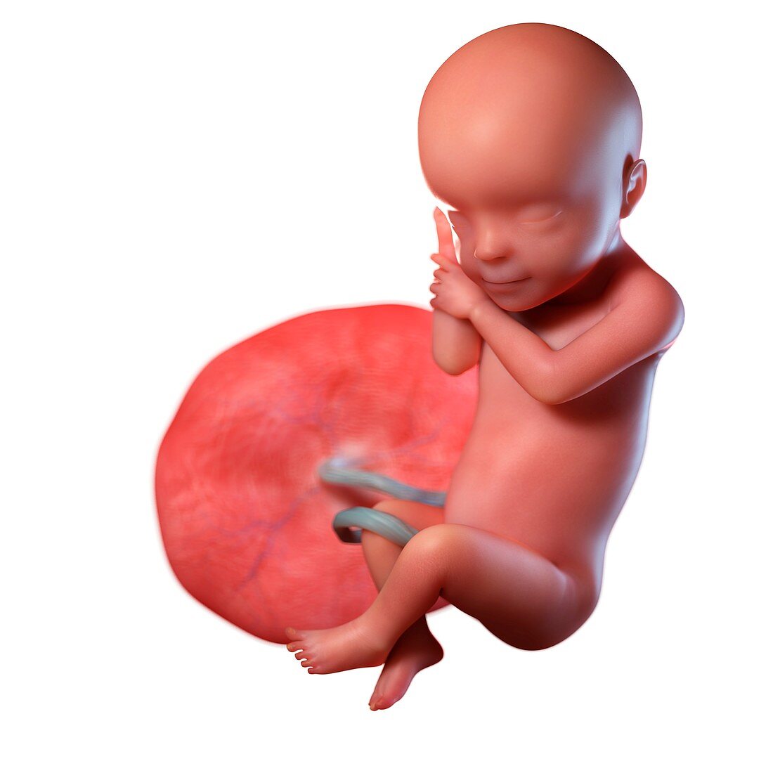 Human foetus age 30 weeks, illustration