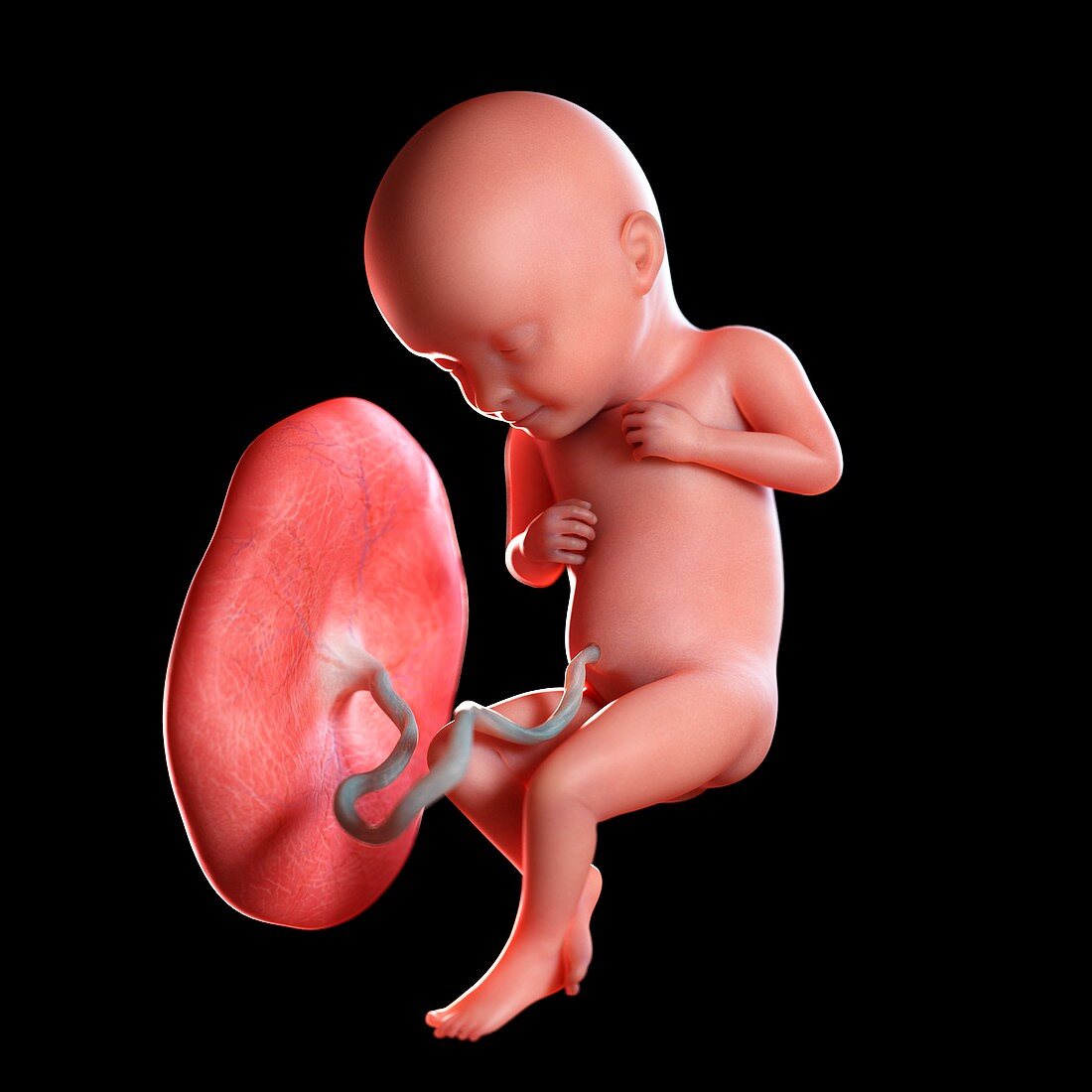 Human foetus age 32 weeks, illustration