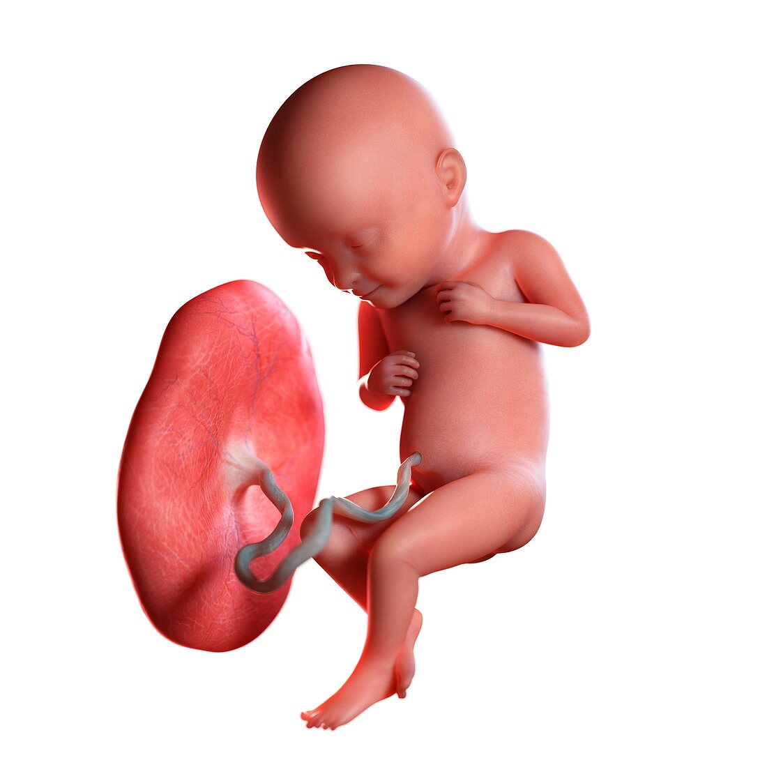 Human foetus age 32 weeks, illustration