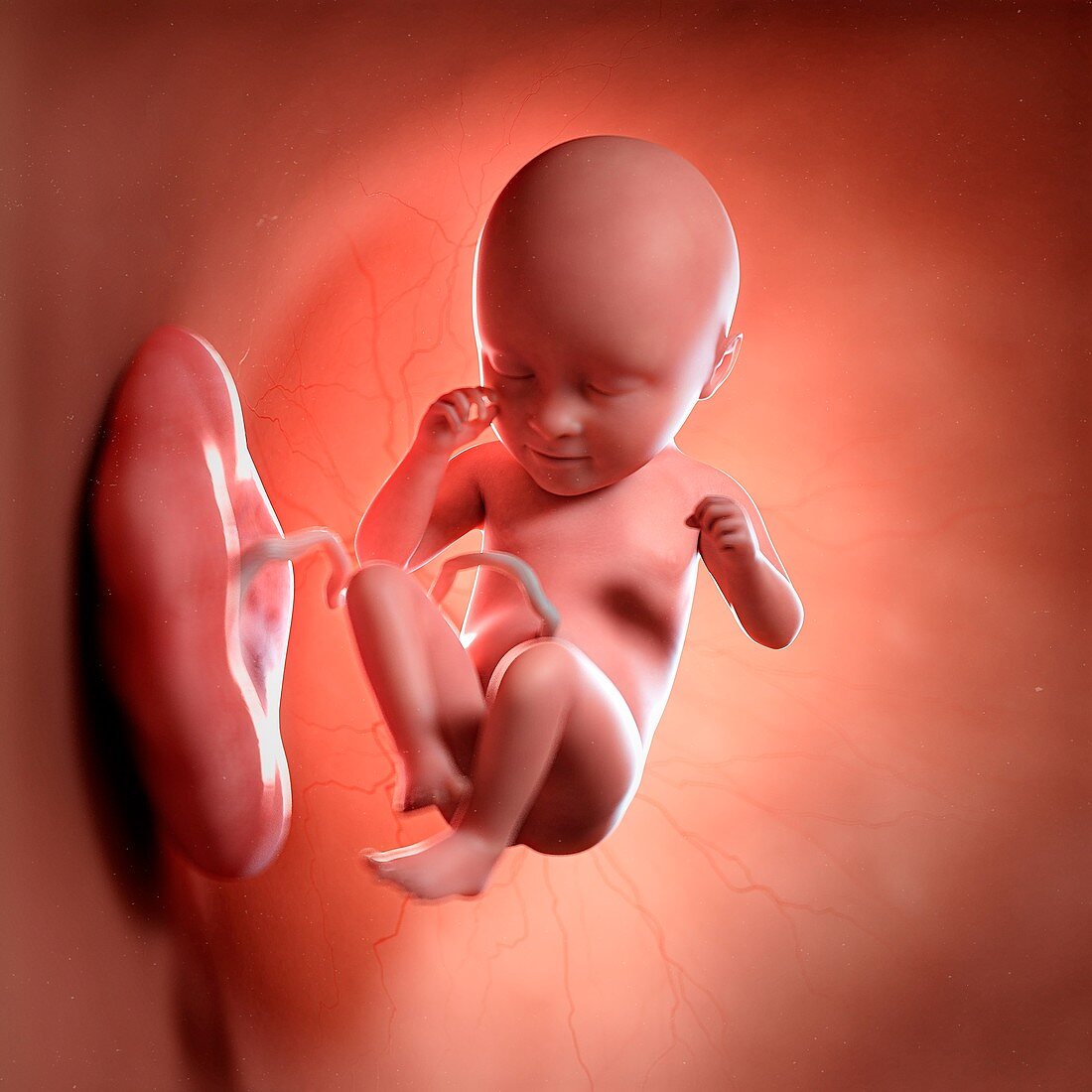 Human foetus age 35 weeks, illustration