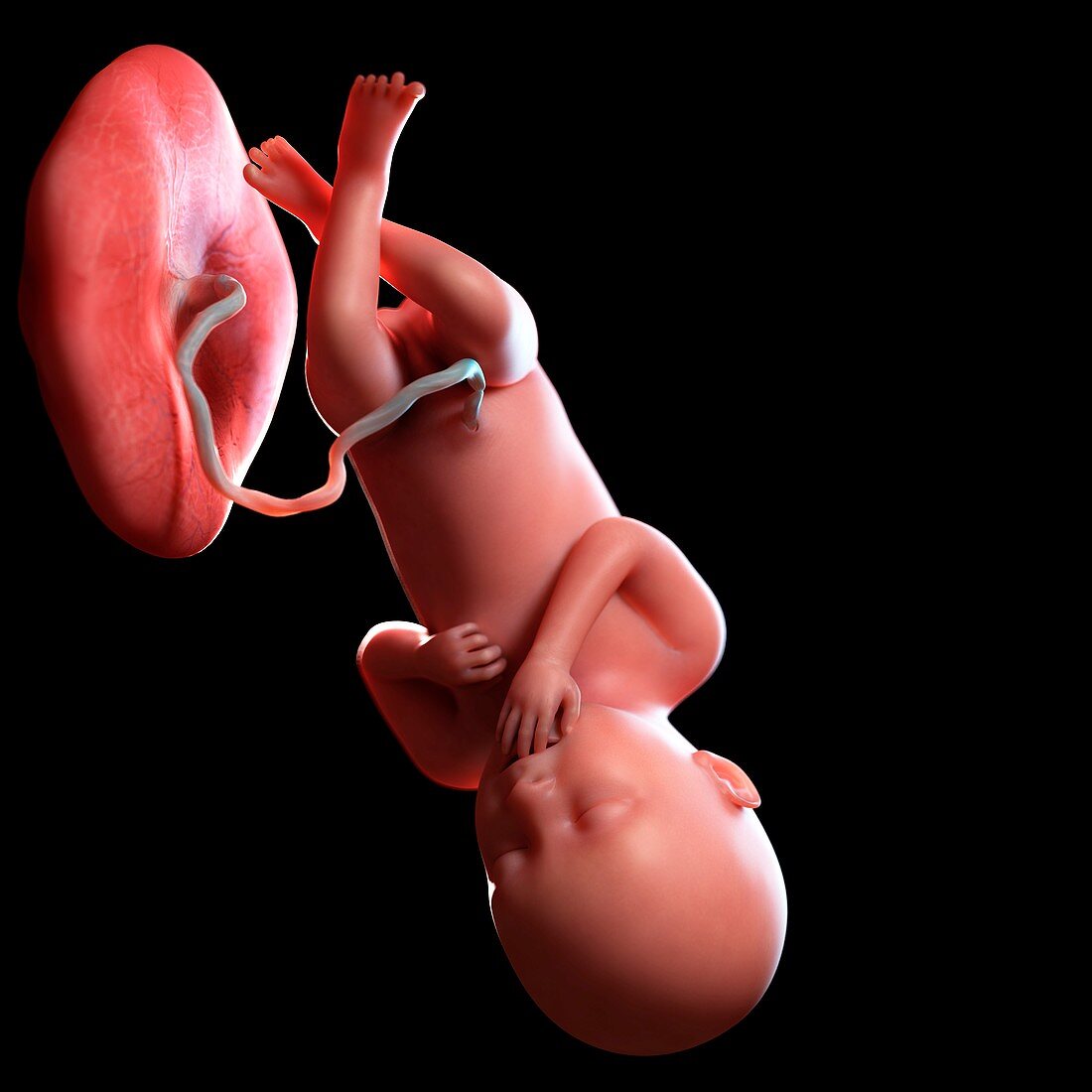Human foetus age 36 weeks, illustration
